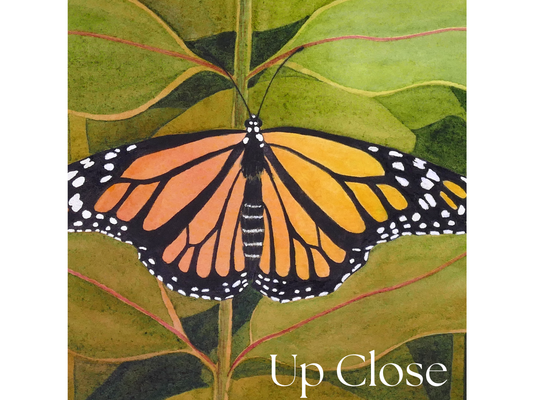 Monarch Illumination