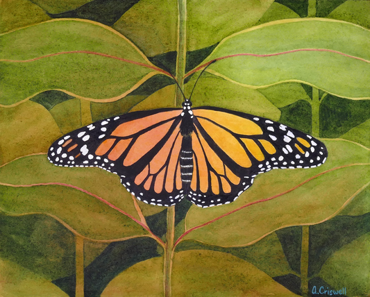 Monarch Illumination